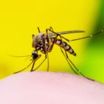 febbre dengue, contagi in corso: ecco dove
