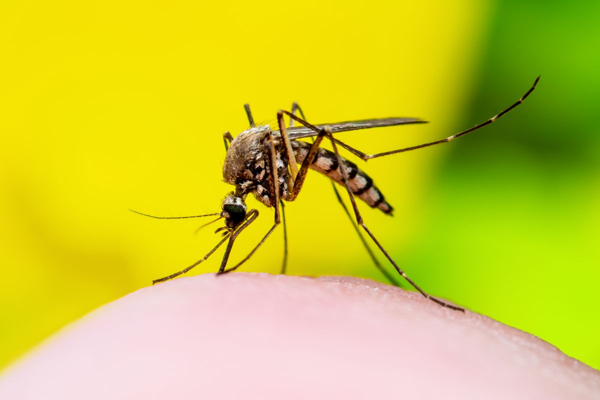 febbre dengue, contagi in corso: ecco dove