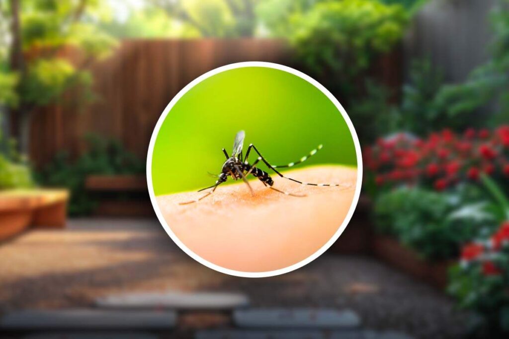 Il rimedio naturale contro le zanzare