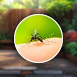Il rimedio naturale contro le zanzare