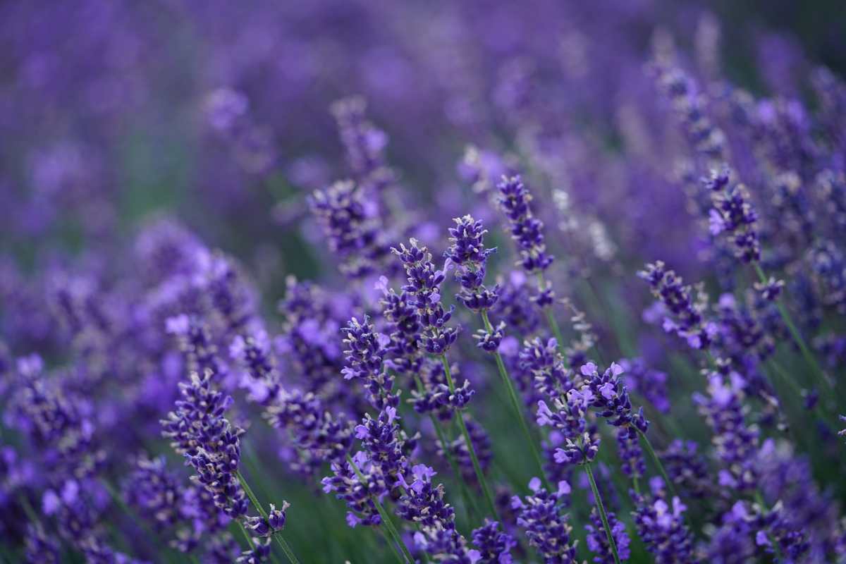 Fiori di lavanda