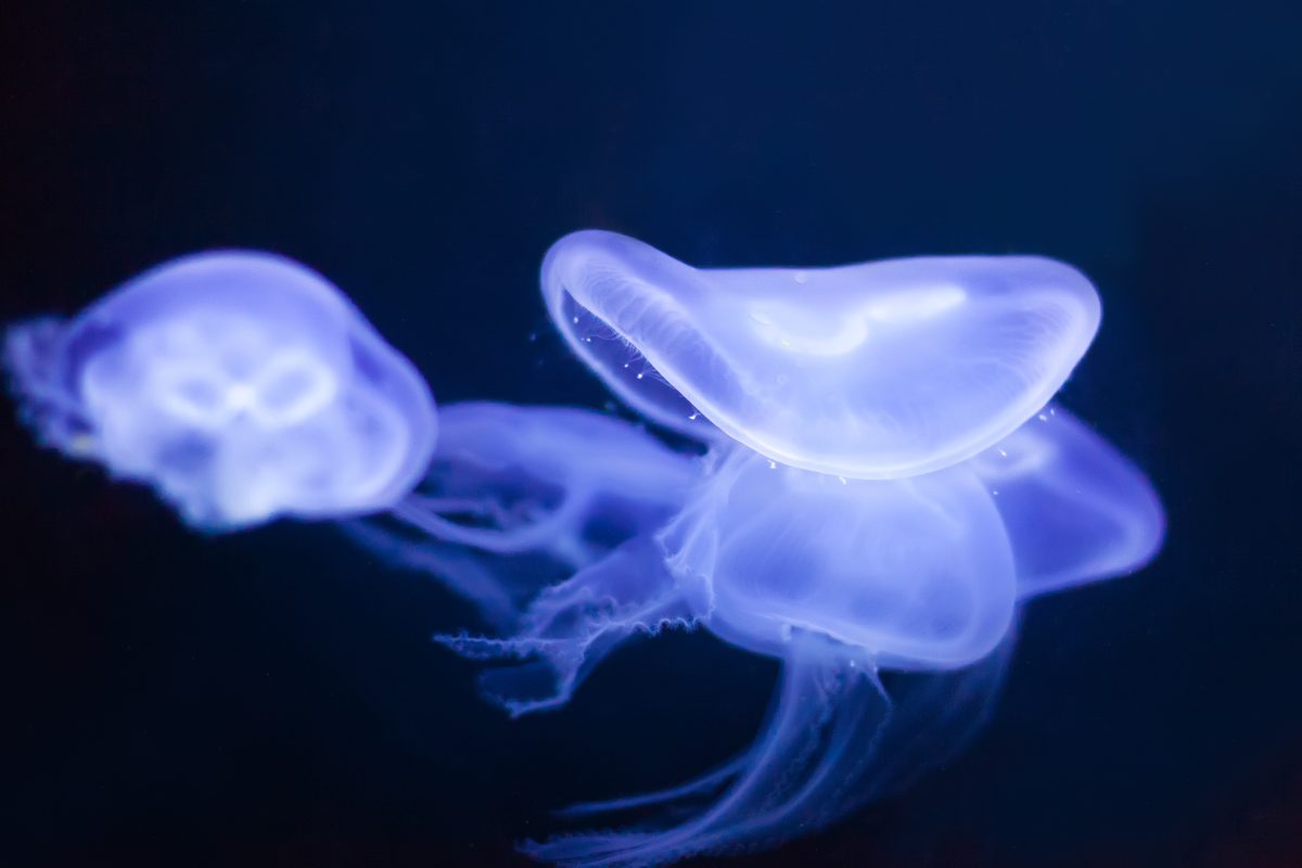 Meduse in acque profonde